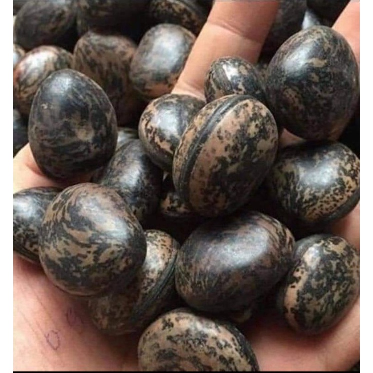 HẠT ĐẬU LÀO 10 HẠT