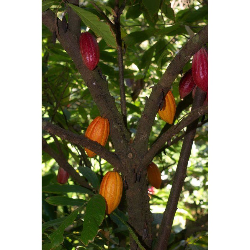 Bột cacao nguyên chất nhập khẩu Indo, chuẩn UTZ - 500g, giúp giảm cân và tăng cường dinh dưỡng | LepStore