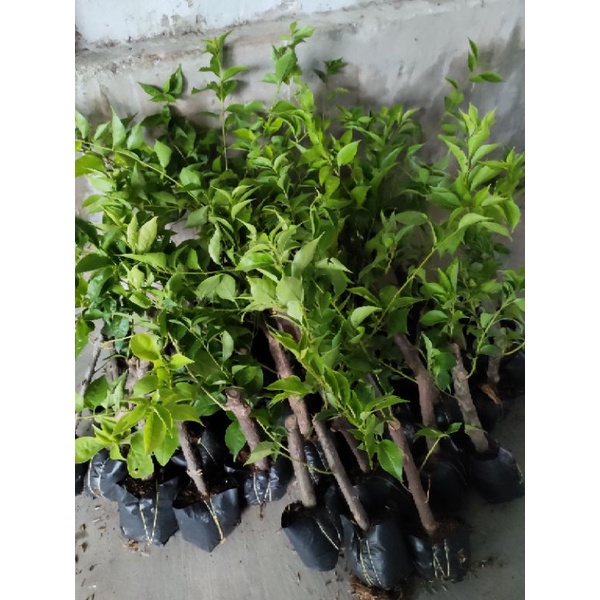 Cây giống hoa giấy tím huế, bầu giống khỏe, rễ nhiều , thích hợp trồng tiểu cảnh, bon sai, cổng..