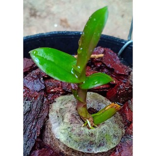 sét 50 viên nén sơ dừa dùng ươm kei lan, ươm hạt giống nhập khẩu-  chuyên dụng.