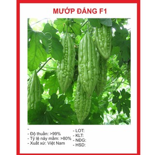 Hạt Giông Mướp Đắng 10 Hạt