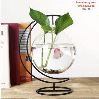 Bể cá mini cung trăng 16 cỡ to
