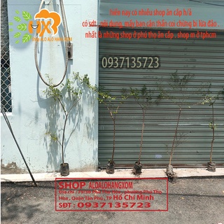 bàng đài loan lá nhỏ cao từ 70-90 cm (combo 3 cây)