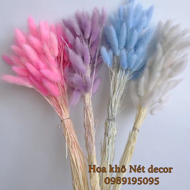 Bó hoa Đuôi Thỏ Mỹ  Bunny Tails mix nhiều màu