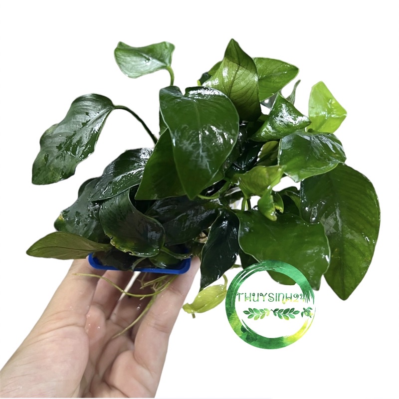 Ráy lá thường - trầu bà nhỏ - ráy lá xanh - cây thủy sinh dễ trồng