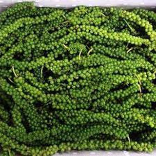 Cây giống Tiêu Srilanka .[  Cây cao - Bầu to Giống Hồ tiêu cho năng suất cao ].