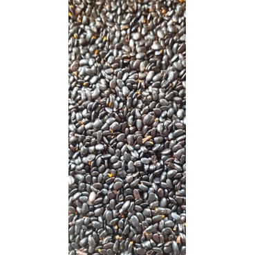 250 gram hạt keo tai tượng giống