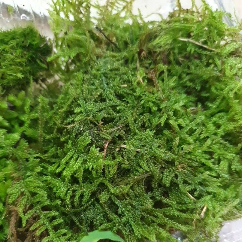 Hộp rêu mix 2 đến 3 loại làm terrarium