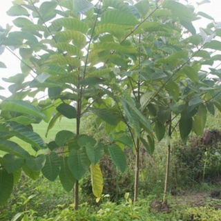 700gram hạt gáo vàng giống