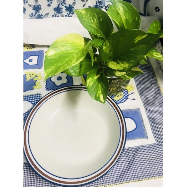 Dĩa sâu lòng viền nâu