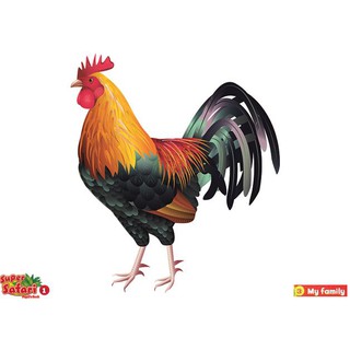 Flashcard Super Safari 1