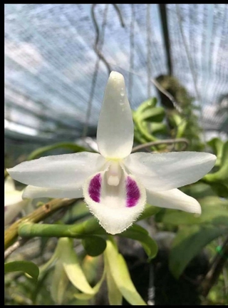 Phong lan phi điệp 5ct phú thọ