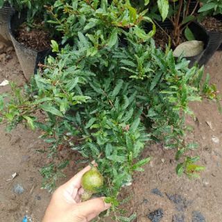 Cây 🌲 Lựu đỏ ấn Độ đang hoa