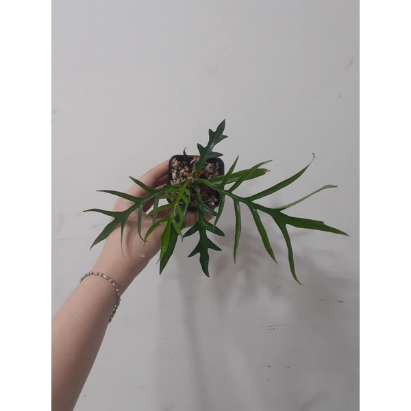 Trầu bà PHILODENDRON TORTUM