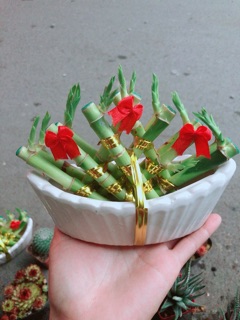 Chậu Trúc Phát Tài