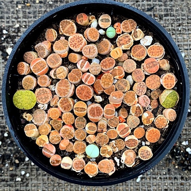 100 Lithop/ sen mông/ thạch lan (bán sỉ)