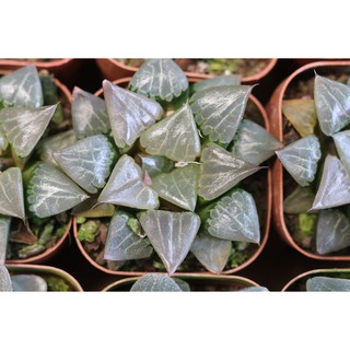 Sen Đá Kim Cương Haworthia