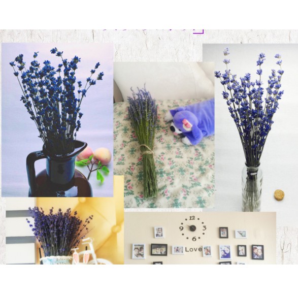 Bó 50 cành Hoa khô lavender, hoa khô oải hương