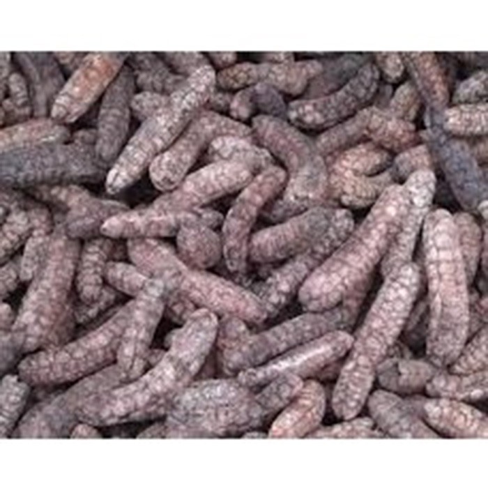 Quả Chuối Hột Rừng 1kg