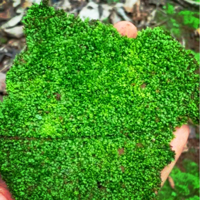 RÊU TRẢI NỀN MINIFISS LÁ CẠN 1 Tấc