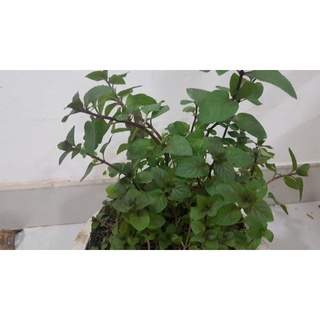 cây Bạc Hà Peppermint (1 chậu)