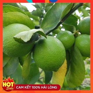 Cây Giống Chanh Tứ Quý ( 3 Cây )  Chanh Tứ Thời Cây Ghép Cho Quả Sau Một Năm Trồng