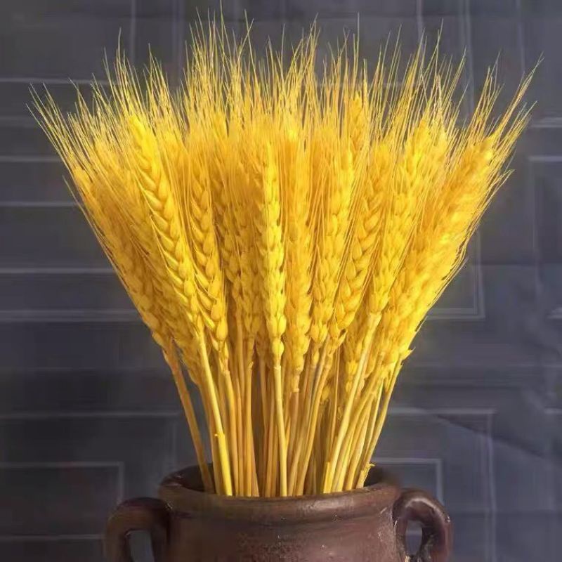 Hoa bông  lúa yến mạch khô
