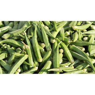 HẠT GIỐNG ĐẬU BẮP XANH