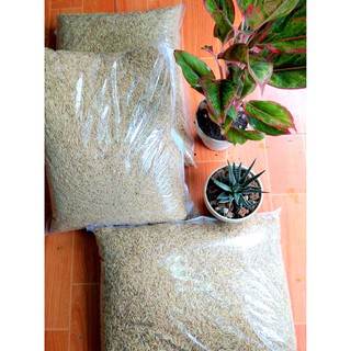 Vỏ trấu trấu sống