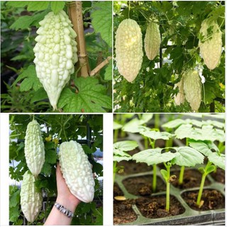 Hạt giống Khổ qua bạch tuyết - 1 gói 5 hạt - Tặng gói kích hạt nảy mầm