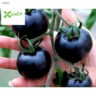 Hạt giống Cà chua đen F1 (10 hạt)