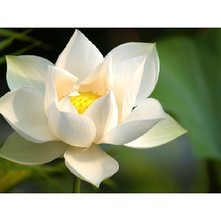 Tranh đính đá 5d toàn bộ Bông hoa sen trắng tự đính đá full