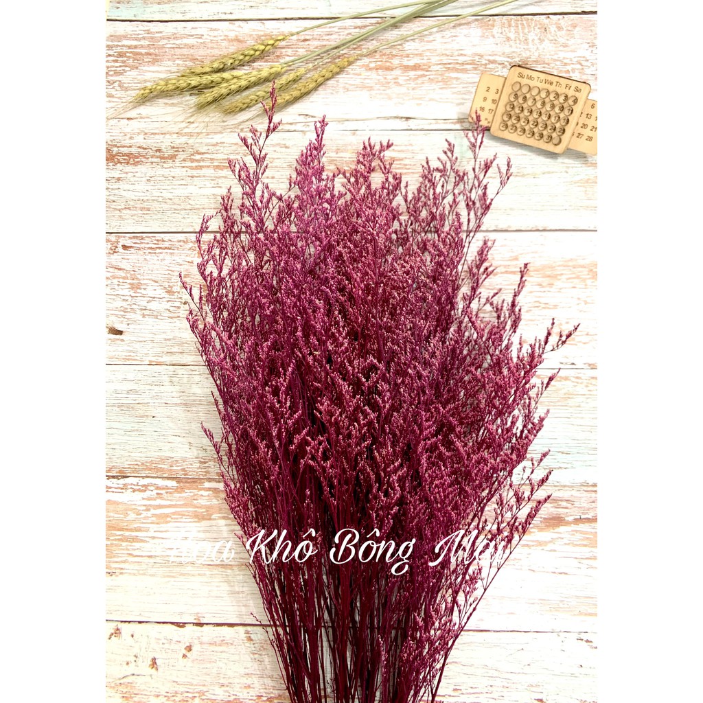 🌸Loại đẹp🌸 Hoa khô HOA SAO ĐUÔI CÔNG - DRIED STATICE decor chụp ảnh, trang trí nhà cửa, phòng ngủ phòng cách vintage