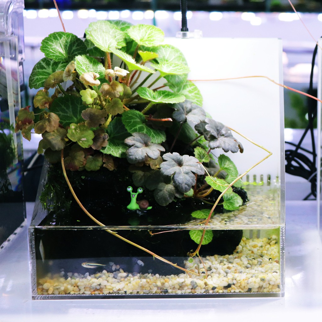 Hồ bán cạn acrylic 20x22x20cm  Ebi-VN