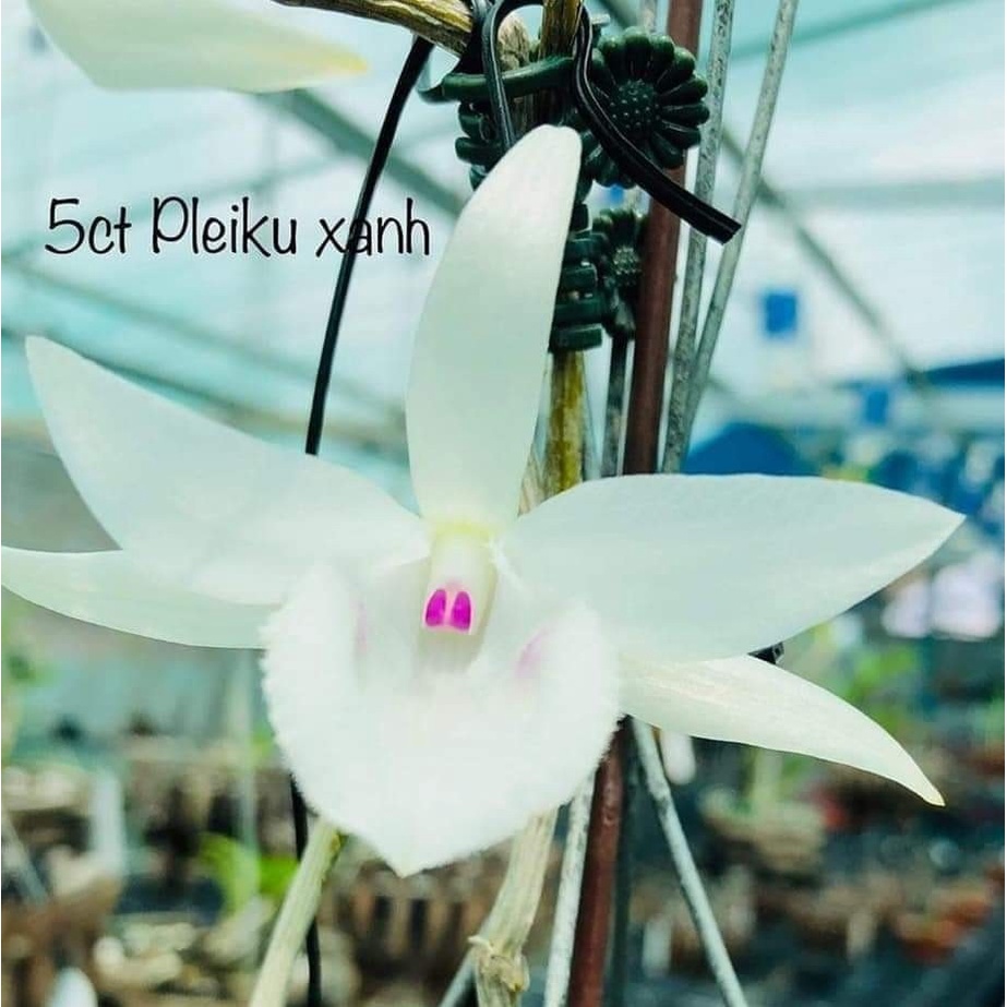 Cốc lan phi điệp đột biến 5 cánh trắng PLEIKU XANH (5ct, hoa cực đẹp, cực hiếm, hàng gieo hạt, cây y hình