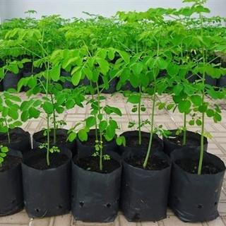 Hạt Cây Giống Chùm Ngây - 20 hạt (TẶNG gói kích thích hỗ trợ hạt nảy mầm)