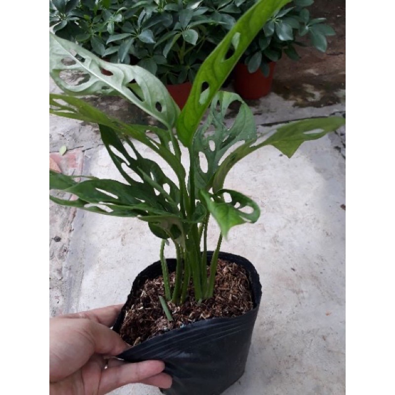 Trầu bà lá lỗ