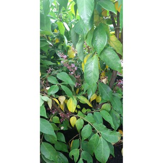 cây khế lùn nhật cao hơn 1 m
