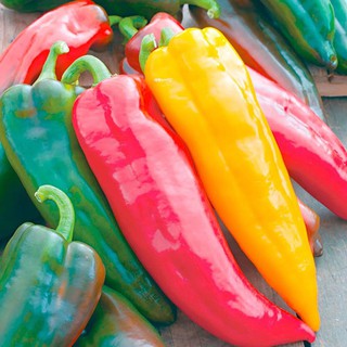 Hạt Giống Ớt Sừng Bò Ngọt Quả To Năng Xuất Cao rất dandg trồng