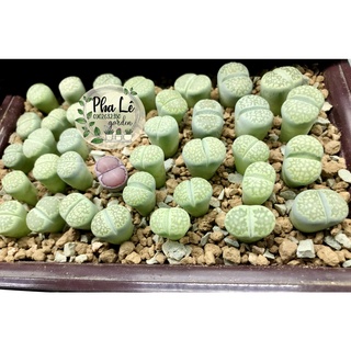 sen mông salicola xanh, nâu cam đẹp kiêu sa/ vườn lithops
