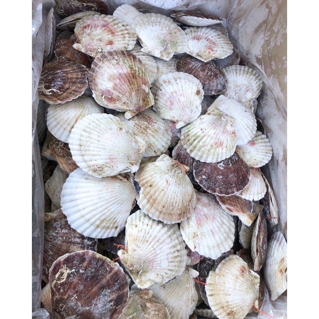 Hải sản nhập khẩu - Sò điệp Nhật nguyên con 7-8 con/kg - Hoả tốc giao ngay.