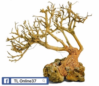 Lũa bonsai đồng giá 89K