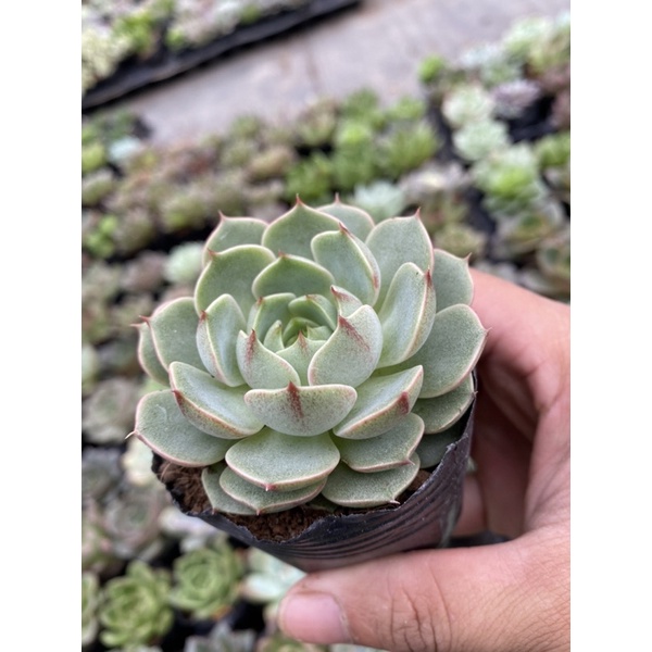 Sen đá Vân Mai 🌵🌵