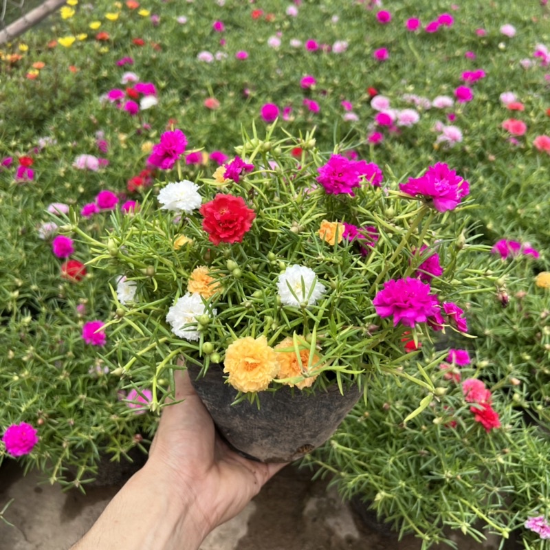 Cây hoa 10 giờ trồng bịch xum xuê thân nhánh, cây hoa cảnh rất dễ trồng và chăm sóc, trồng ven tường rào và ban công