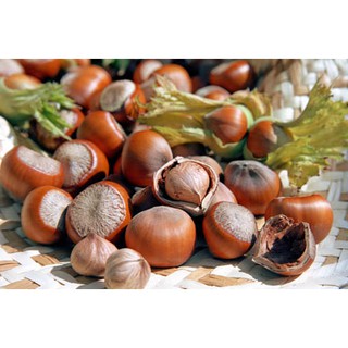 Syrup Maulin hạt dẻ (Chai 1,3kg)