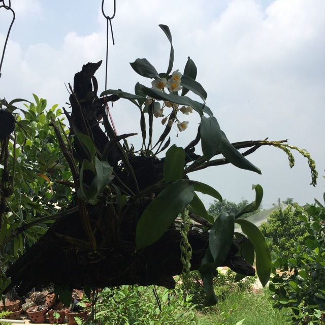 Combo 3 nàng kiều ( kiểu tím, vuông, vàng)