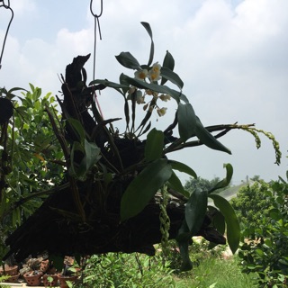 Combo 3 nàng kiều ( kiểu tím, vuông, vàng)