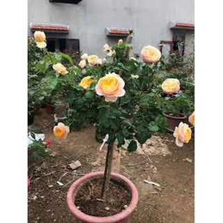 Hoa hồng juliet giâm cành ghép chuẩn giống