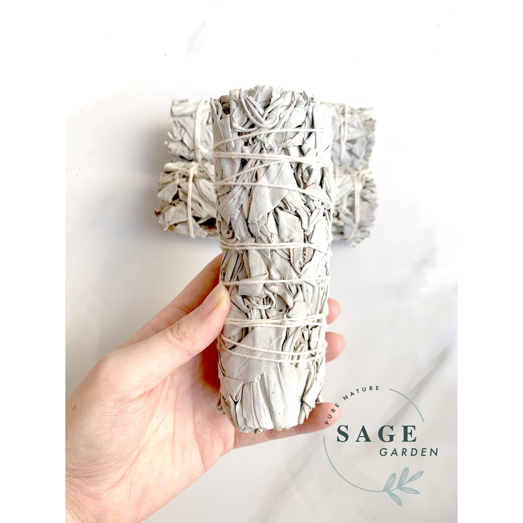 XÔ THƠM TRẮNG_White Sage_SAGE GARDEN