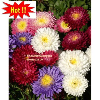 Hạt Giống Hoa Cúc Đại Đóa Bông To 10cm Cánh Nhuyễn Mix Màu 70cm (Callistephus)